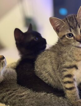 Zauberhafte Babykatzen suchen liebevolles Zuhause – BKH x Europäische Kurzhaar-Mix - Witten
