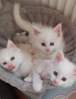 Weiße Maine Coon Kitten - Bockenem