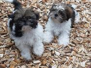 Shih Tzu Welpen 2Mädchen/2Jungen - Müllrose