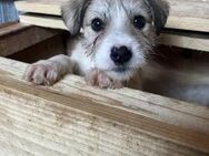 Benji so süß wie Zucker - Markkleeberg