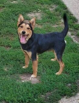 Lui 1,5-jähriger Mischling - Kassel