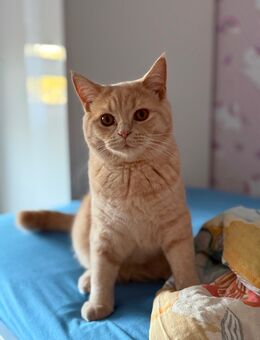 Liebevoller Kater sucht ein neues Zuhause - Lachendorf