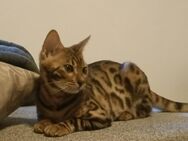 2 Bengal Katzen Kater und Weibchen stehen zu verkaufen - Kiel Gaarden-Ost