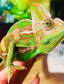 Jemenchamäleon Bock Farbprächtig - Ratingen