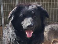GORDI💖süßes kroat.Schäferhund-Mix-Mädel - Hamburg