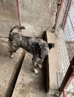 🐶Verspielter Lase🎾 - Eislingen (Fils)