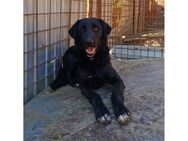 Amor Pflegestelle oder Zuhause gesucht - Oberwies