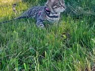 Reinrassige Blue Silver Bengal 7 Monate alt - Magstadt