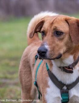 Perro ist freundlich und neugierig - Egelsbach