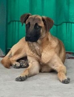 NOTFALL🧡🖤wunderschöner Franky 🖤 - Eislingen (Fils)