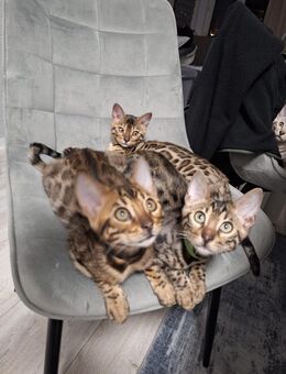 Bengal Kitten geboren 29.06.25 - Hamburg