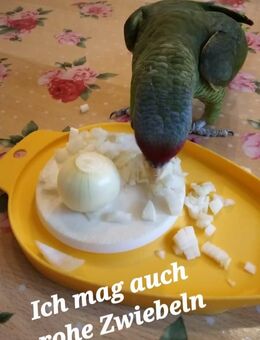 Superzahme Nachzucht Blaukappen Amazone männlich nur in gute Hände abzugeben - Rahden