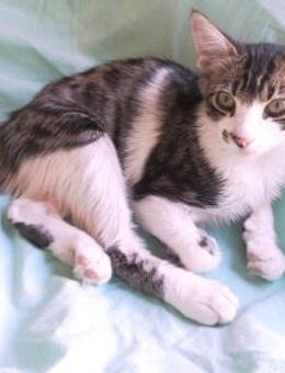 Zauselchen Lucas (ALO) - Geisenheim