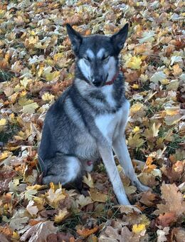 Sky sucht ein neues Zuhause - Cremlingen