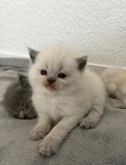 BKH Siam kitten - Cottbus