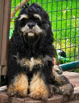 American Cocker Spaniel Rüde - Zeven