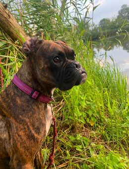 Boxer Hund Hündin - Neustadt (Dosse)