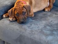 Rhodesian Ridgeback Welpen - Kassel