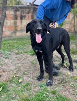 Sanfter Riese Doni - Ellerbek