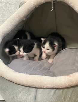 Süße 4 kitten suchen neue zuhause - Öhringen