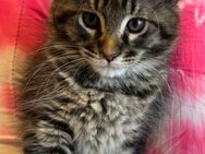 Maine Coon Kitten - Hannover Vahrenwald-List