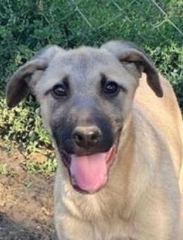 ELLIOT braucht unsere Hilfe - Hof