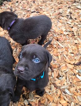 Labrador, Arbeitslinie, Welpen, Schoko - Warburg (Hansestadt)