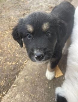 Mella - süßes Welpenmädchen - Hamburg