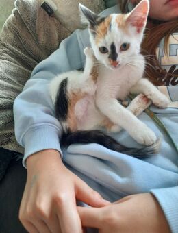 2 Kitten, dreifarbig, Geschwisterpaar, weibl. 13 Wo. alt - Brilon