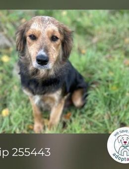 Chip 255443: sucht ein Zuhause - Kirchzell