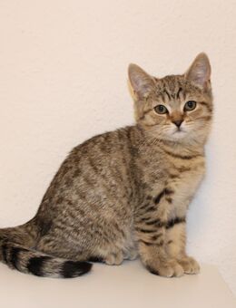 BHK Kitten - Troisdorf