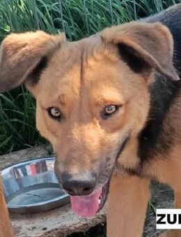 Zuko sucht liebe Menschen - Neuhausen (Fildern)