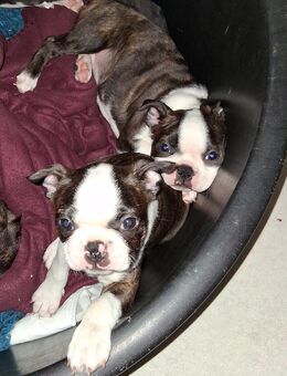 Boston terrier Welpen/3 Hündinnen zu verkaufen - Lemgo
