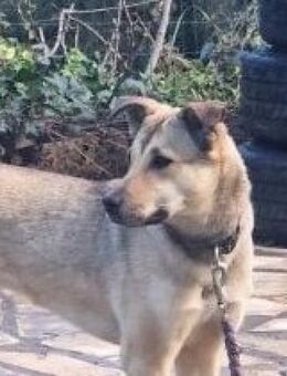 CANELLE-wieTierschutz NICHT funktioniert - Kempen