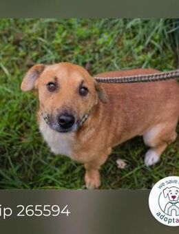 Chip 265594: Sucht ein Zuhause - Kirchzell