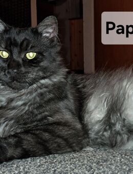 Maine Coon Mix Kitten - Kerpen (Kolpingstadt)