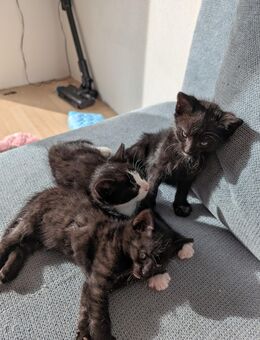 Babykatzen - Obrigheim