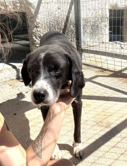 Pirat Mix Rüde ca. 9 Jahre alt in GR - Reutlingen