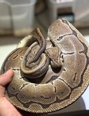 Königspython Pinstripe in 74579