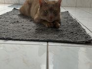 Verspielter Kater (2 Jahre) sucht neues, liebevolles Zuhause | Preis: 260 € VB - München