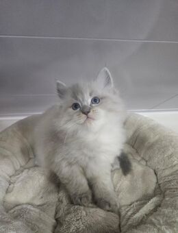 Ragdoll Kitten - Rülzheim