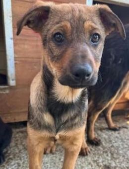 DSCHULAY ~ toller Name für ein Hundekind - Duisburg