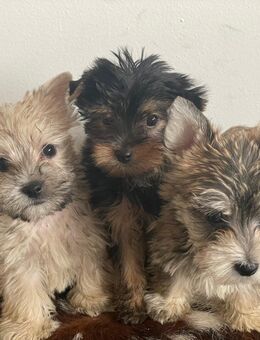 💖 Mini West Highland Terrier – Yorkshire Mischlingswelpen suchen ein liebevolles Zuhause 💖 - Essen