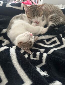 Zuckersüße Kitten suchen noch ein liebevolles Zuhause! - Florstadt