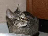 Tierschutz Katzen suchen ein neues Zuhause - Templin