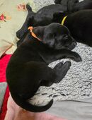 Labrador Dobermann Mix in 07570