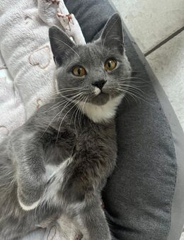 BKH - Main Coon Mix Kater zu verkaufen - Oberding