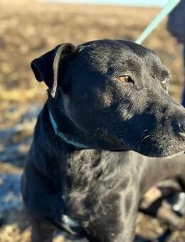 BRUNO (*2018) sucht die Liebe ♥️ - Landau (Pfalz)