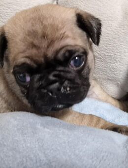 Mopswelpen/retromops m.Ahnentafel zu verk - Osterhofen