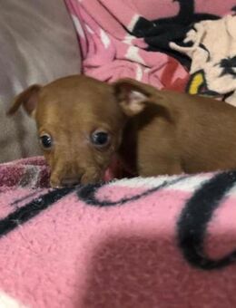 Peter Pan sucht seine tolle Familie - Laatzen